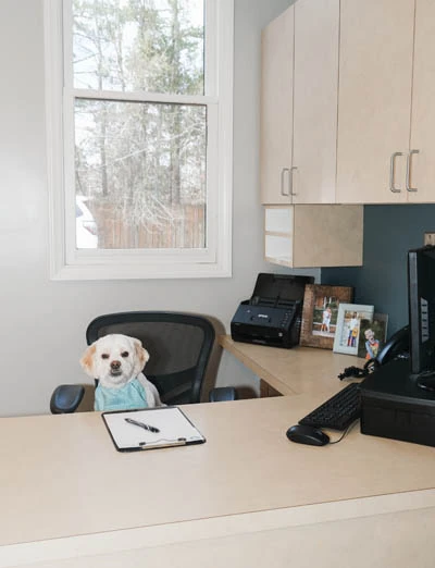 Dobby the therapy dog sitting at a desk at Strive Dental Studio